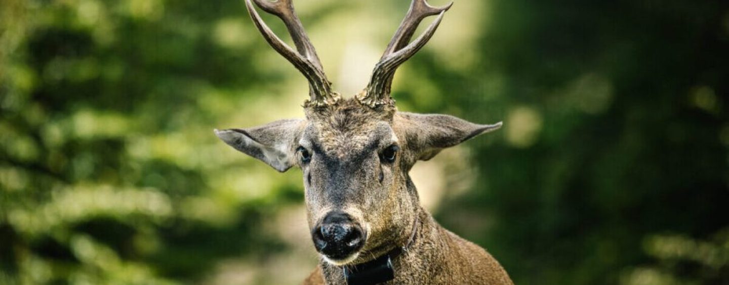 Fundación Temaikèn impulsa la recuperación del huemul con apoyo del sector privado