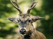 Fundación Temaikèn impulsa la recuperación del huemul con apoyo del sector privado