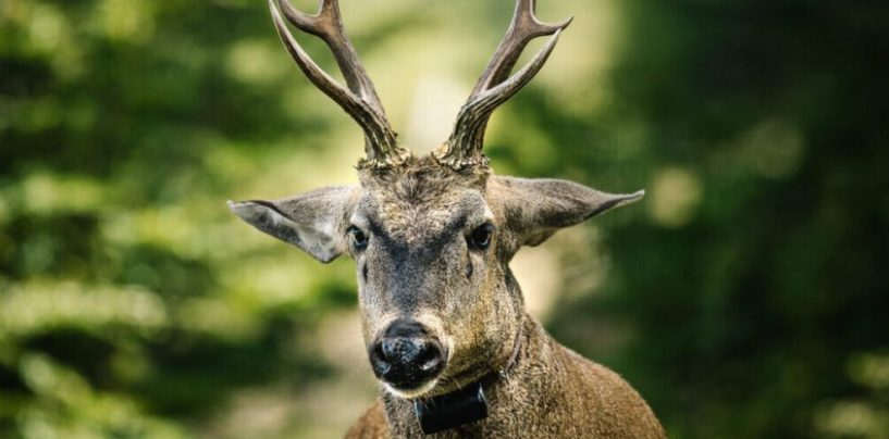 Fundación Temaikèn impulsa la recuperación del huemul con apoyo del sector privado