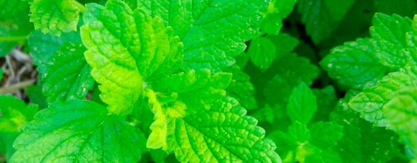 La peperina serrana obtiene un sello de origen que busca proteger la biodiversidad