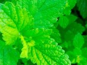 La peperina serrana obtiene un sello de origen que busca proteger la biodiversidad