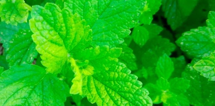 La peperina serrana obtiene un sello de origen que busca proteger la biodiversidad